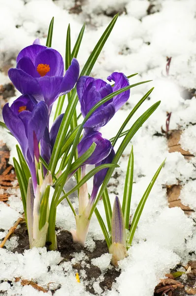 Весняні квіти, біло-темно-сині крокуси проти снігу — стокове фото