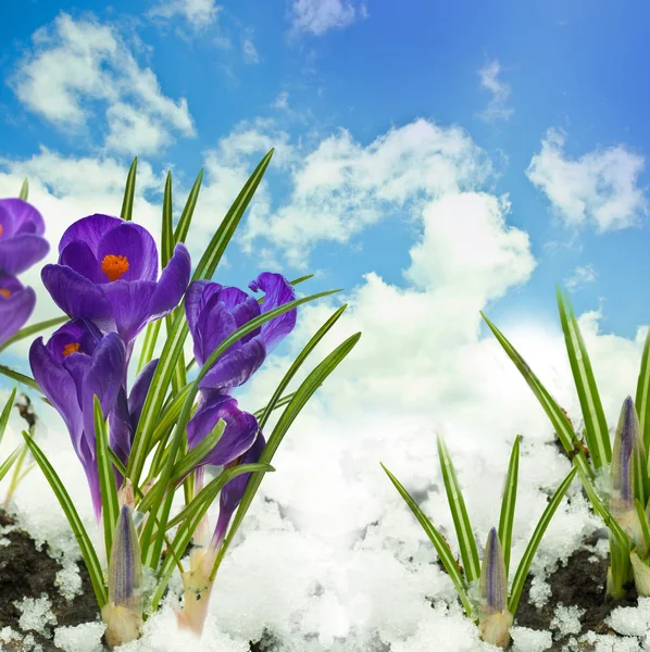 Gouttes de neige et crocus sur la neige par une journée ensoleillée — Photo