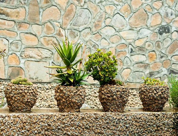 Tropiska blommor i brun vaser mot en stenmur — Stockfoto