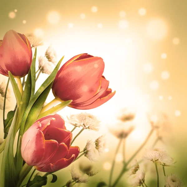 Tulpen — Stockfoto