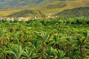 Oasis çölün ortasında palmiye ağaçları ile