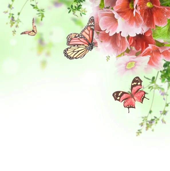 春月见草是在花束、 花卉背景和蝴蝶 — 图库照片