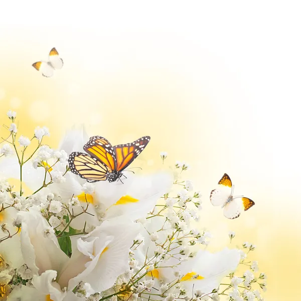 As íris brancas contra uma grama verde, uma borboleta de verão — Fotografia de Stock