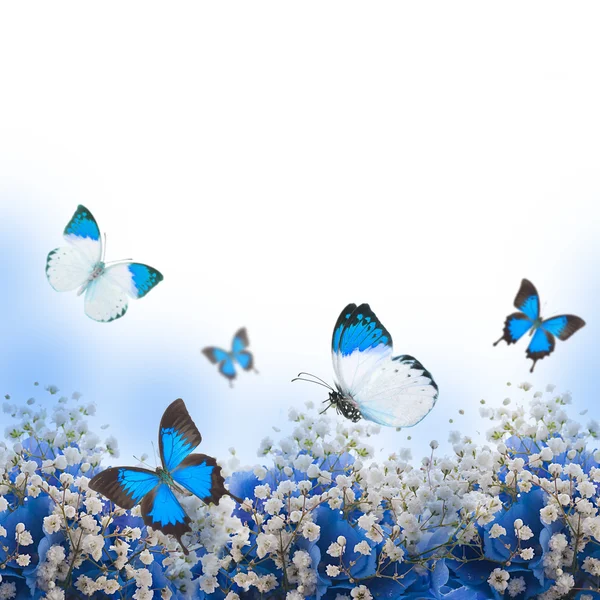 Flowers in a bouquet, blue hydrangeas and butterfly — Stock Photo, Image