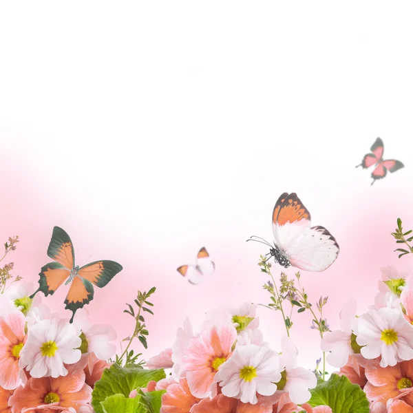 Весенняя первоцвет в букете, цветочный фон и бабочка — стоковое фото