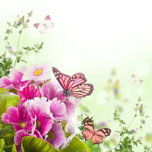 Uma prímula de primavera está em um buquê, fundo floral e borboleta — Fotografia de Stock