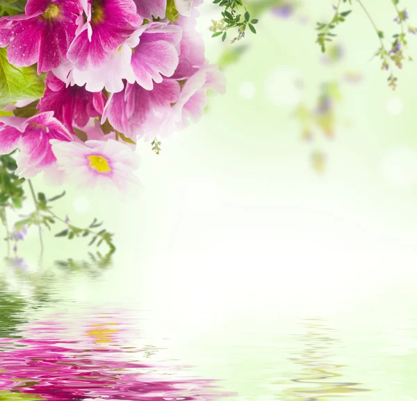 春プリムローズは、花束、花の背景と蝶 — ストック写真