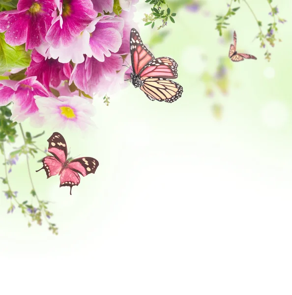 Una onagra primaveral está en un ramo, fondo floral y mariposa — Foto de Stock