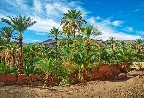Oasis çölün ortasında palmiye ağaçları ile