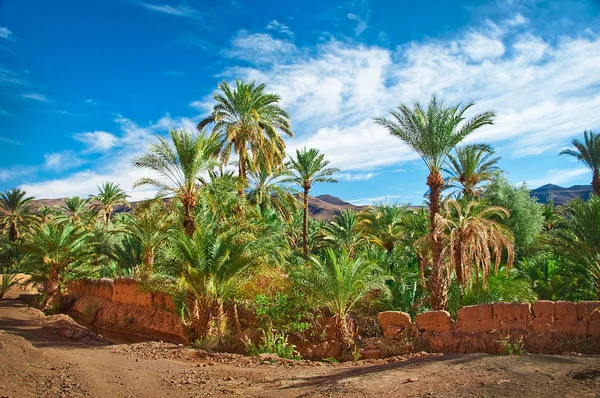 Oasis con palmeras en medio del desierto —  Fotos de Stock
