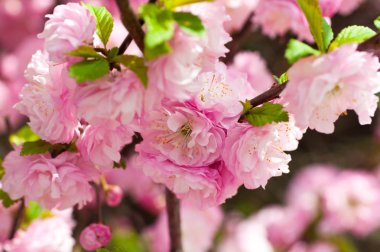 Pembe çiçek bahar bahçe oryantal bir kiraz