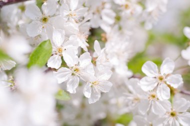 ağaç bahar bahçe beyaz çiçek