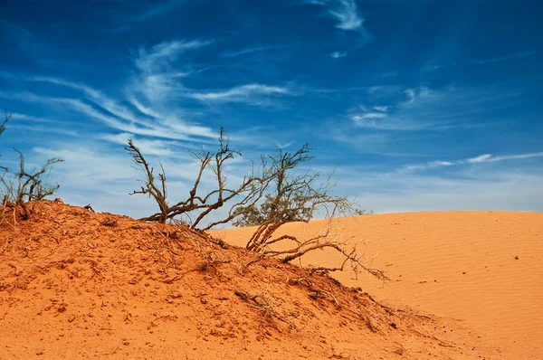 Desierto del norte de África, barkanes arenosos — Foto de Stock