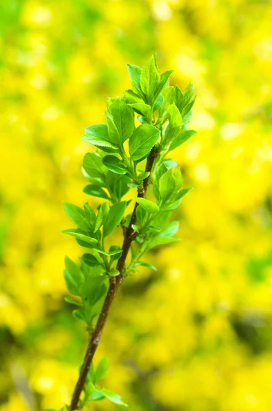 Branch in green leaves on a yellow background — Stock Photo, Image