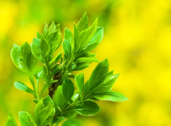 Branch in green leaves on a yellow background — Stock Photo, Image