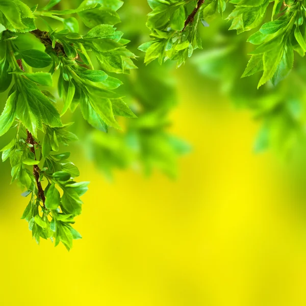 Branch in green leaves on a yellow background — Stock Photo, Image