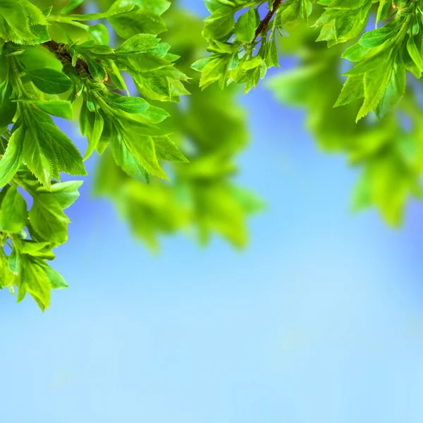Branch in green leaves on a yellow background — Stock Photo, Image