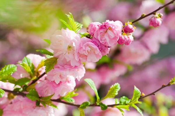 Ροζ λουλούδι του μια ανατολίτικη κεράσι σε έναν κήπο άνοιξη — Φωτογραφία Αρχείου