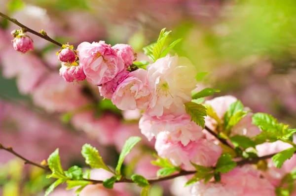 Pink flower of an Oriental cherry in a spring garden — Stock Photo, Image