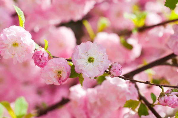 Flor rosa de uma cereja oriental em um jardim de primavera — Fotografia de Stock