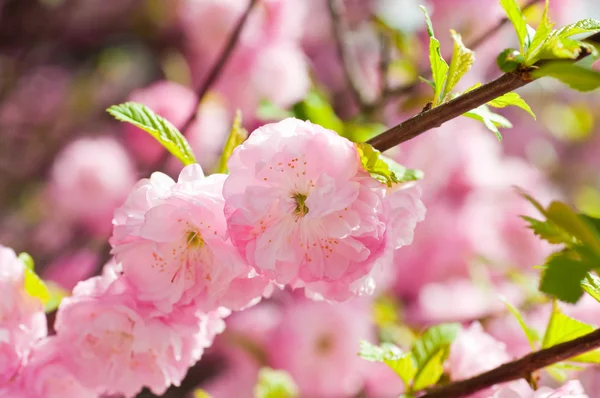 Fleur rose d'une cerise orientale dans un jardin de printemps — Photo