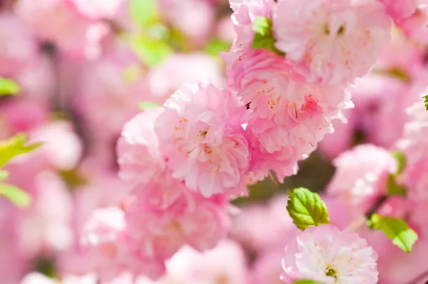 Flor rosa de una cereza oriental en un jardín de primavera —  Fotos de Stock