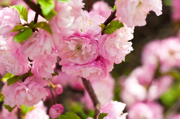 Rosa blomma av en orientalisk körsbär i en våren trädgård — Stockfoto