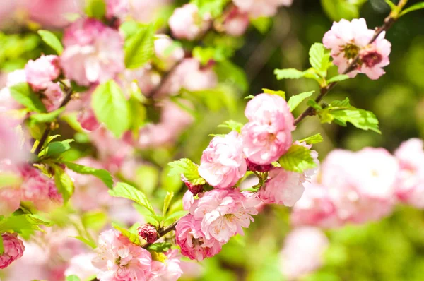 Fleur rose d'une cerise orientale dans un jardin de printemps — Photo