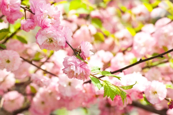 Fiore rosa di una ciliegia orientale in un giardino di primavera — Foto Stock