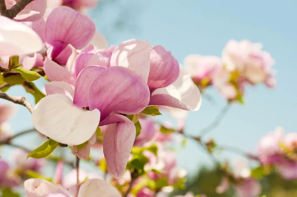 Pink flower of a magnolia in a spring garden — Stock Photo, Image