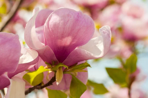 Pink flower of a magnolia in a spring garden — Stock Photo, Image