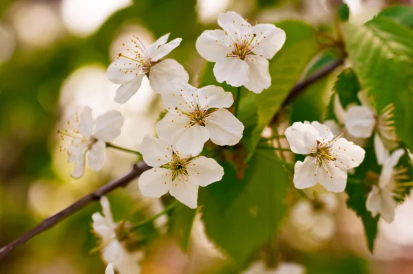 Flor branca em uma árvore em um jardim de primavera — Fotografia de Stock