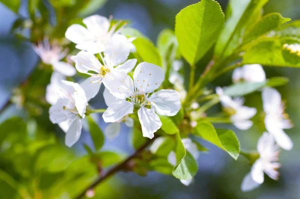 Fleur blanche sur un arbre dans un jardin de printemps — Photo