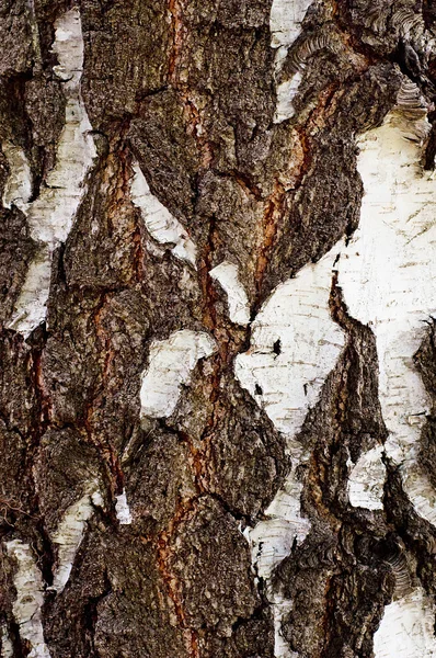 Birch bark white with black, a natural background — Stock Photo, Image