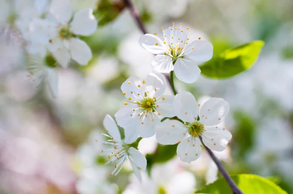 Vit blomma på ett träd i vårträdgård — Stockfoto