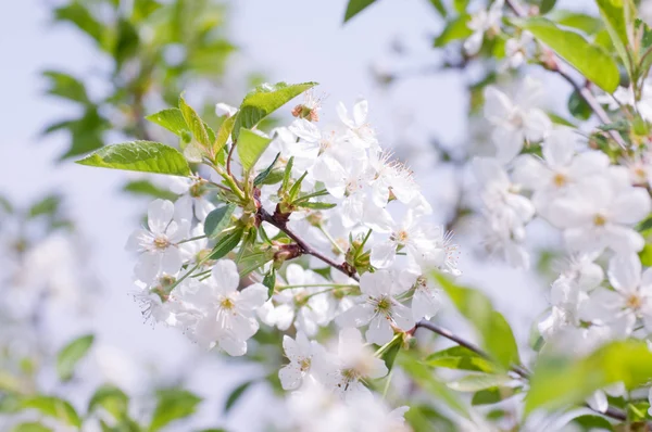 在春天的花园中的一棵树上的白花 — 图库照片