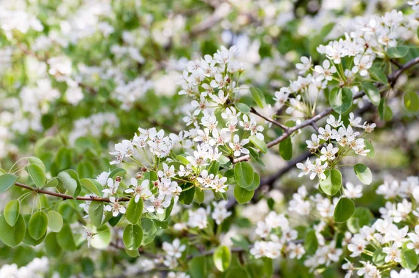 Flor blanca en un árbol en un jardín de primavera —  Fotos de Stock