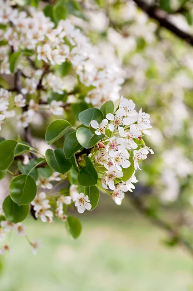 Fleur blanche sur un arbre dans un jardin de printemps — Photo