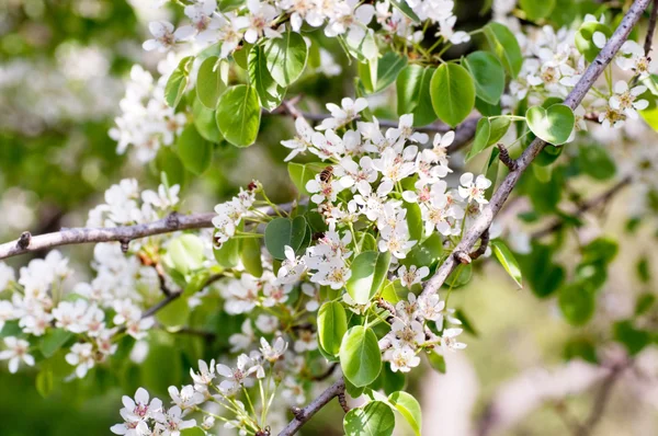 Floare albă pe un copac într-o grădină de primăvară — Fotografie, imagine de stoc