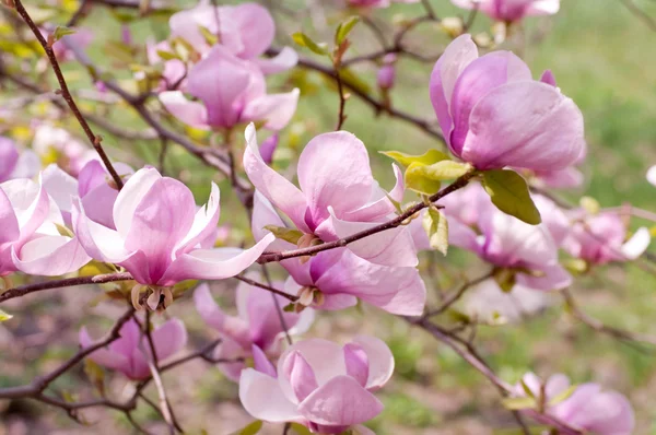 Pink flower of a magnolia in a spring garden — Stock Photo, Image