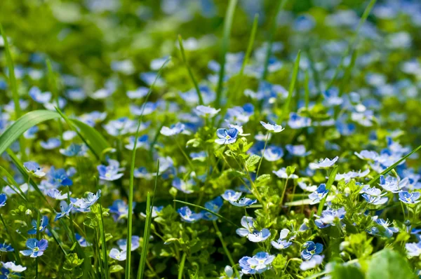 Blaue kleine Blumen vor grünem Gras — Stockfoto