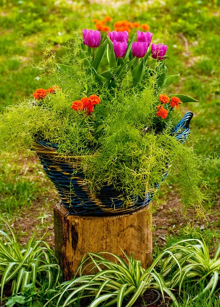 Dekoratif saksı çiçekleri ekili — Stok fotoğraf