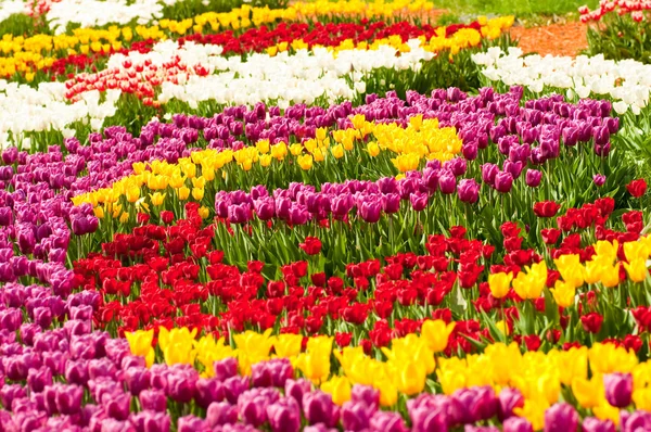 Cama de tulipas nos jardins da cidade — Fotografia de Stock