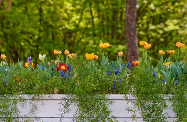 Odlade blommor i dekorativa krukor — Stockfoto