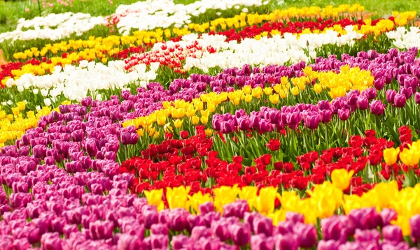 Cama de tulipas nos jardins da cidade — Fotografia de Stock