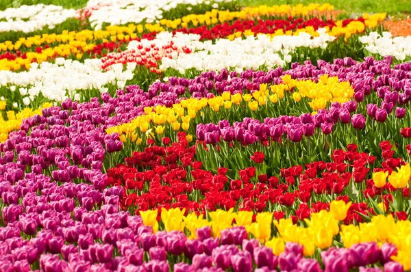 Bed of tulips in the city gardens — Stock Photo, Image