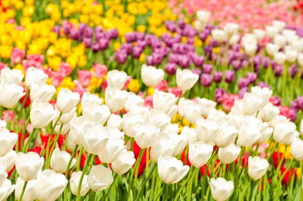 Cama de tulipanes en los jardines de la ciudad —  Fotos de Stock