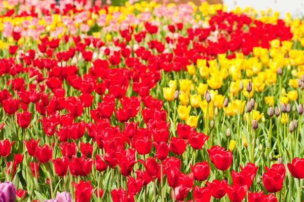 Cama de tulipas nos jardins da cidade — Fotografia de Stock