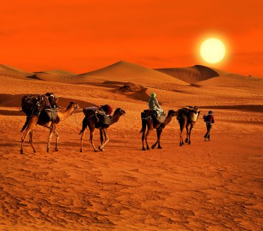 berbesky kabilesi Afrika çöl geçer