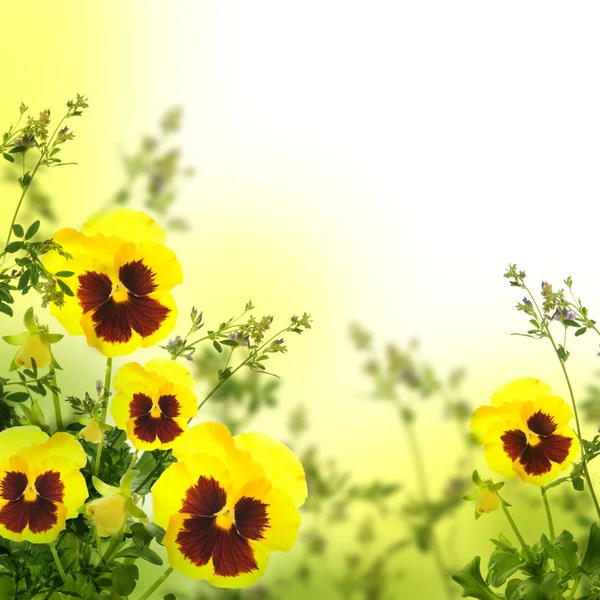 Violetas amarillas de primavera sobre fondo verde — Foto de Stock